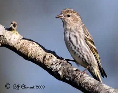 Pine Siskin