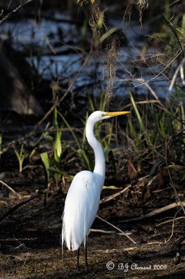 Great Egret