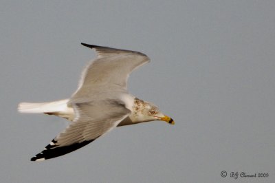 Ring Billed Gull