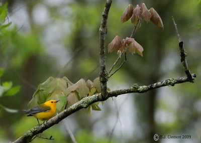 Prothonotary Warbler