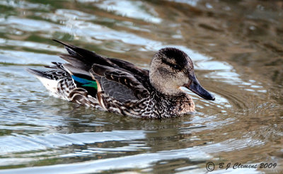Green Wing Teal ( female)