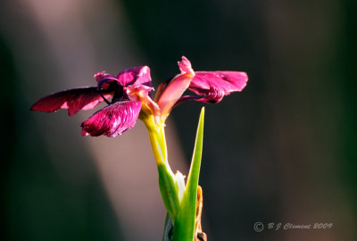 Louisiana Iris