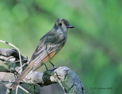 Great Crested Flycatcher