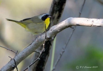 Common Yellowthroat