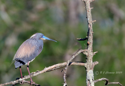 Tri Color Heron