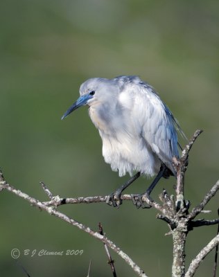 Juvenile Little Blue Heron