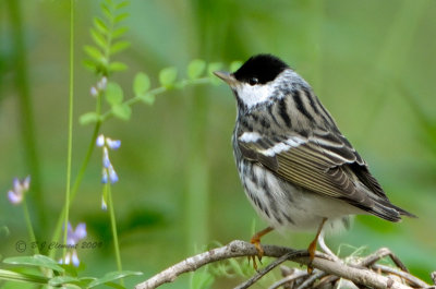 Blackpoll  Warbler