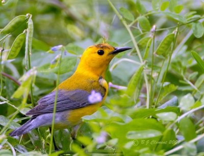 Prothonotary  Warbler