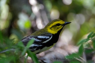 Black- throated Green Warbler