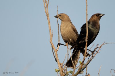 Male And Female Cowbirds