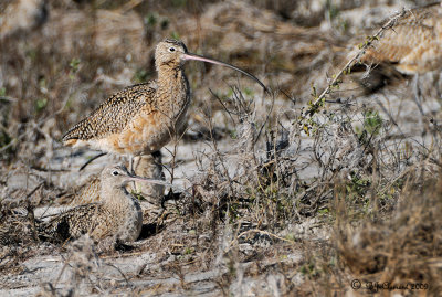 Long-Billed Curlew Nesting