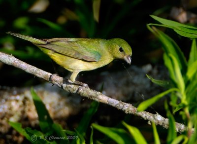 Female Painted Bunting