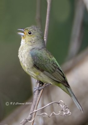 Painted Bunting (Female)