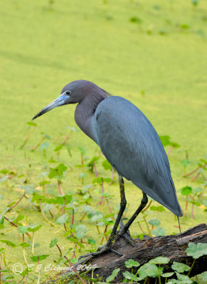 Little Blue Heron