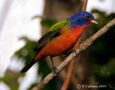 Painted Bunting