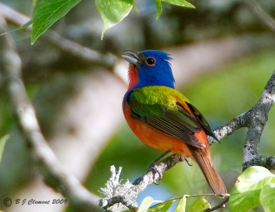 Painted Bunting