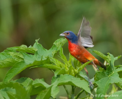 Painted Bunting