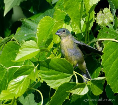 Female Painted Bunting