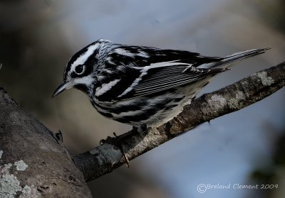 Black and White Warbler