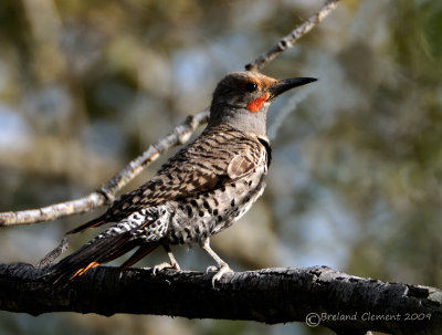 Northern Flicker  ( Red Shafted Western)