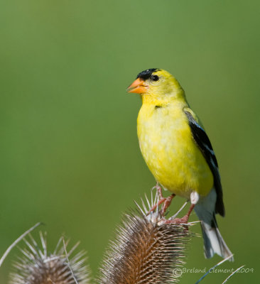 American Goldfinch on Teasel