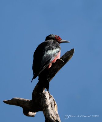  Lewis's Woodpecker