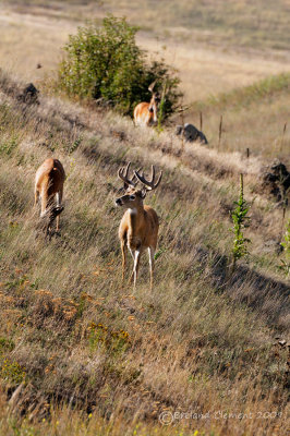 Bucks on a Hill Side