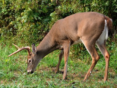 White Tail Buck