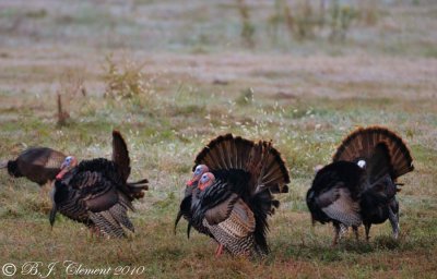 Wild Turkeys