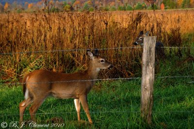 Mom says you are too close to the road
