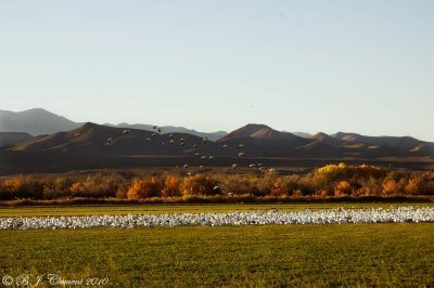 Snow Geese in a alfalfa field 