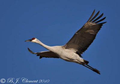 Sandhill Crane