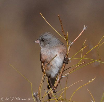 Pink Sided Junco