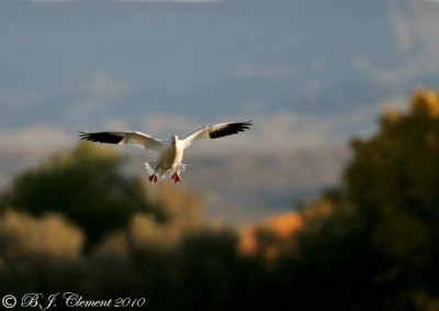 Gliding in for a landing