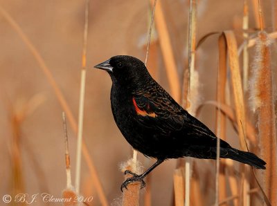 Red wing Black Bird