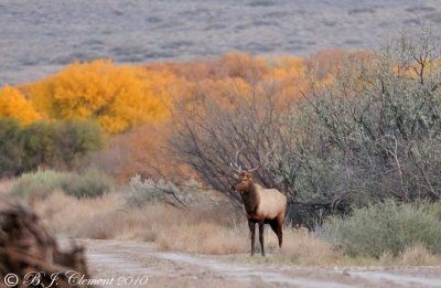 Bull Elk