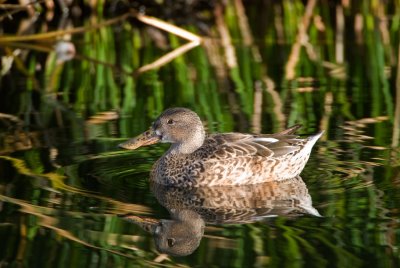 Female Northen Shoveler