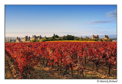 Les vignes de Carcassonne