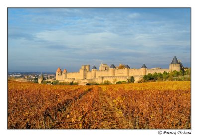 Les vignes de Carcassonne