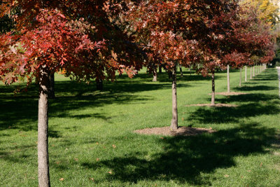 Fall 2007 - Brooklyn Botanical Garden