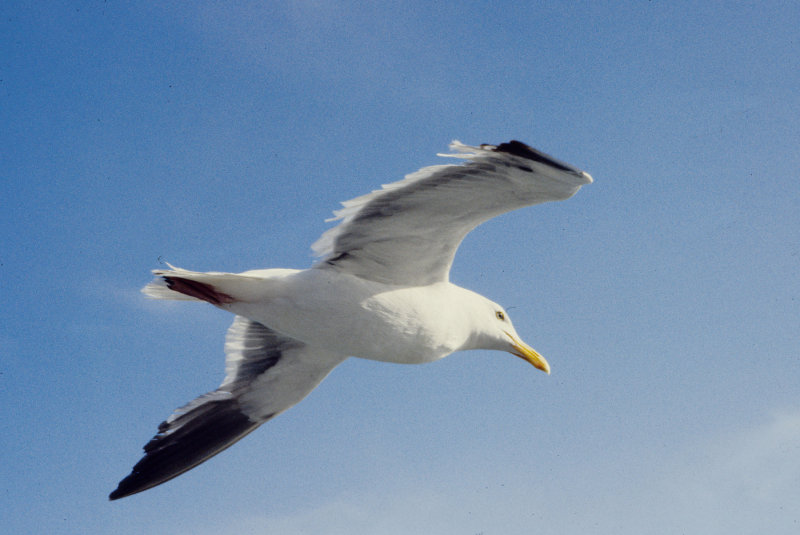 Seagull at San Francisco Bay