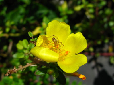 Verdolaga (Potulaca oleracea)