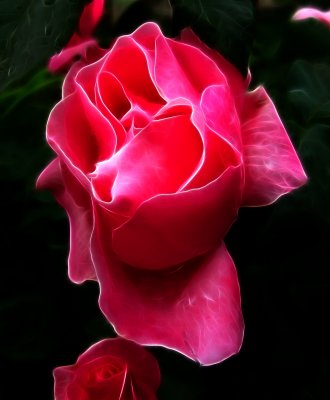 Pink rose transformation