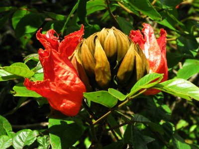 Tulipan africano (Spathodea campanulata)