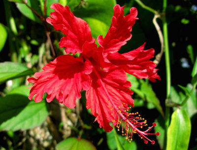 Amapola (Hibiscus rosanicensis)