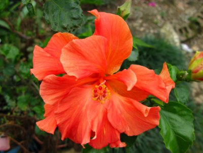 Amapola (Hibiscus)