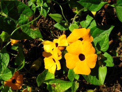 Ojo de poeta (Thungergia alata)