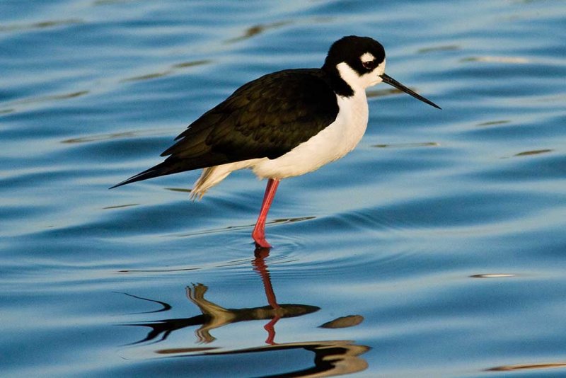 1/1/2009 Stilt