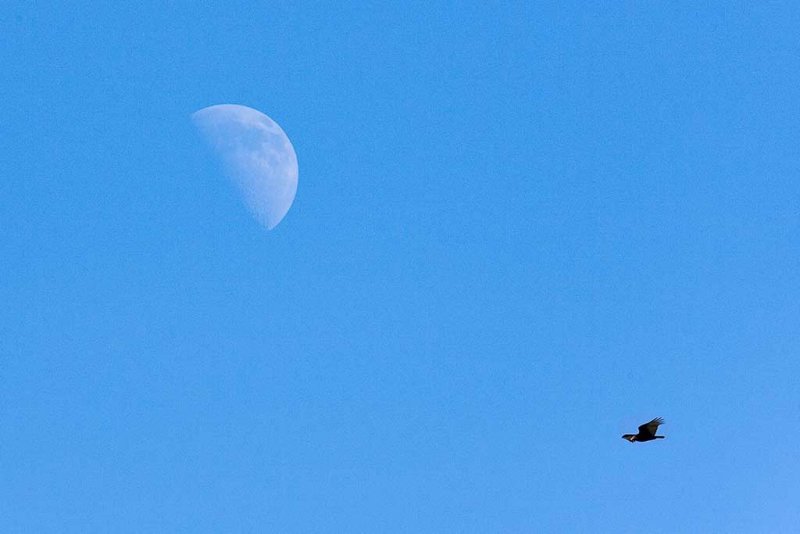 1/4/2009  Moon and vulture