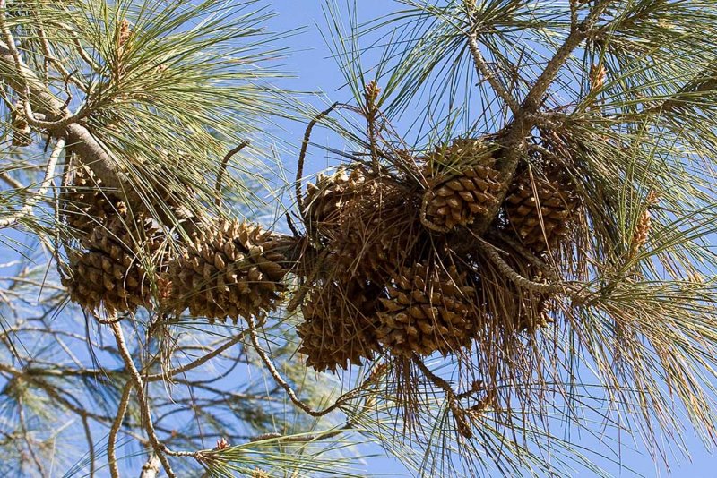 1/25/2009  Pine cones